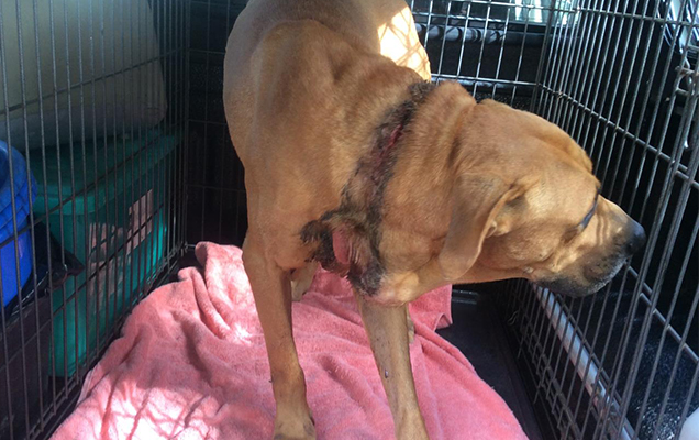 rspca animal cruelty case dog left chained up